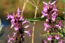 Heilziest - Betonica officinalis * 1341 x 895 * (358KB)